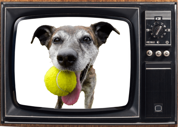 can-your-dog-see-what-s-on-tv-constructive-canines-limited